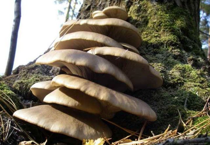 Съедобные грибы поздней осени